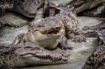 Portrait of freshwater Crocodile in a farm in Thailand, Phuket Crocodile farm, feeding the Crocodylus with raw chicken, it is one of the tourist attraction in Phuket