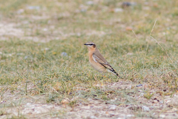 Wheatear