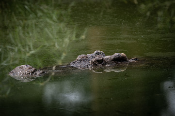 Portrait of freshwater Crocodile in a farm in Thailand, Phuket Crocodile farm, feeding the Crocodylus with raw chicken, it is one of the tourist attraction in Phuket