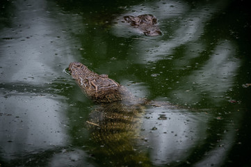 Portrait of freshwater Crocodile in a farm in Thailand, Phuket Crocodile farm, feeding the Crocodylus with raw chicken, it is one of the tourist attraction in Phuket