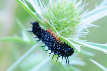 Black spotted caterpillar on thistle at dusk - closeup