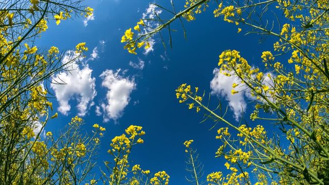 Yellow flowers under a blue sky with running clouds