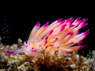 Nacktschnecke im Meer bei Anilao auf den Philippinen