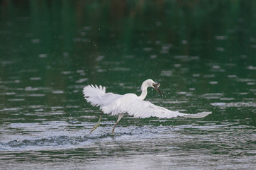Great Egret flying over water with soft background of lake, reeds and sky on a warm summer sunset in the wetland In Thailand Egret live by wetland hunting feed on fish (apply selective focus and mood)