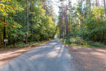 Rural road in the autumn forest. Autumn landscape