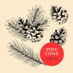 Vector set of pine cones and branches