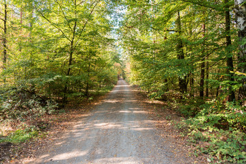 Fototapeta na wymiar Rural road in the autumn forest. Autumn landscape