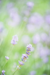 beautiful lavender flowers in the city park, blur, bokeh, background for site
