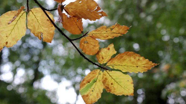 All the shades of Autumn show through as leaves change colour in woodland in Worcestershire, UK and blow in the seasonal wind.