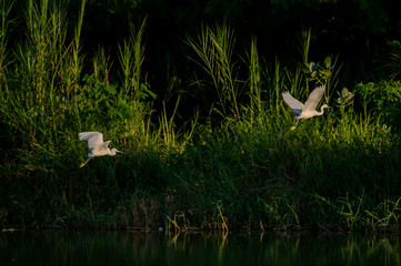 Great Egret flying over water with soft background of lake, reeds and sky on a warm summer sunset in the wetland In Thailand Egret live by wetland hunting feed on fish (apply selective focus and mood)