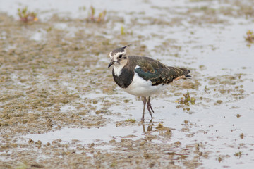 Lapwing