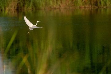 Great Egret flying over water with soft background of lake, reeds and sky on a warm summer sunset in the wetland In Thailand Egret live by wetland hunting feed on fish (apply selective focus and mood)