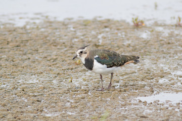 Lapwing