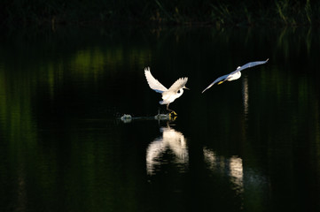 Great Egret flying over water with soft background of lake, reeds and sky on a warm summer sunset in the wetland In Thailand Egret live by wetland hunting feed on fish (apply selective focus and mood)