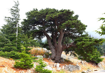 Fototapeta na wymiar Lebanon Cedars on a misty day
