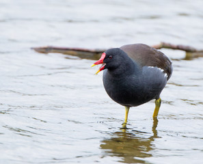 Moorhen
