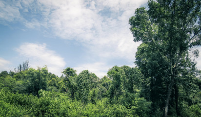 Obraz na płótnie Canvas Blue sky and forest landscape