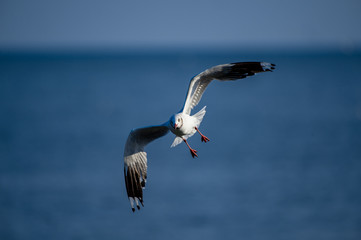 Fototapeta na wymiar A beautiful seagull, seabird of family Laridae in sub-order Lari flying over sea and trying to catch fish, laridae is an migrated alien species from Russia to Thailand during winter, the laridae 