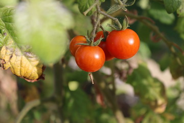 Tomaten am Strauch im Herbst