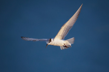 A beautiful seagull, seabird of family Laridae in sub-order Lari flying over sea and trying to catch fish, laridae is an migrated alien species from Russia to Thailand during winter, the laridae 