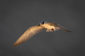 A beautiful seagull, seabird of family Laridae in sub-order Lari flying over sea and trying to catch fish, laridae is an migrated alien species from Russia to Thailand during winter, the laridae 