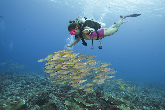 A female diver swimming with school of snapper
