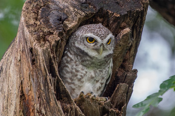 Spotted Owlet (Athene Brama) in tree hollow, Owl is very small living in a tree hollow with family is peaking through the wrecked branch. The Spotted Owlet has bright yellow eye
