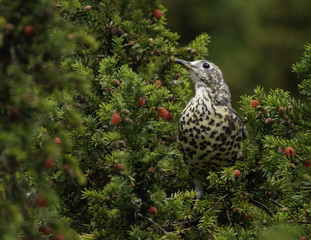Thrush In Yew Tree