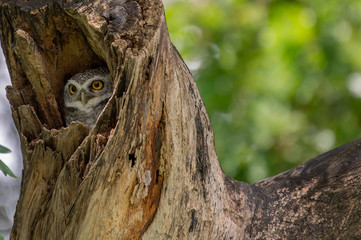 Spotted Owlet (Athene Brama) in tree hollow, Owl is very small living in a tree hollow with family is peaking through the wrecked branch. The Spotted Owlet has bright yellow eye