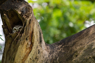Spotted Owlet (Athene Brama) in tree hollow, Owl is very small living in a tree hollow with family is peaking through the wrecked branch. The Spotted Owlet has bright yellow eye