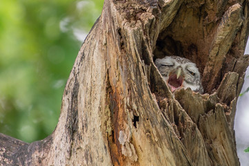 Spotted Owlet (Athene Brama) in tree hollow, Owl is very small living in a tree hollow with family is peaking through the wrecked branch. The Spotted Owlet has bright yellow eye