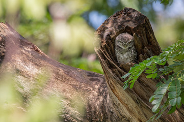 Spotted Owlet (Athene Brama) in tree hollow, Owl is very small living in a tree hollow with family is peaking through the wrecked branch. The Spotted Owlet has bright yellow eye
