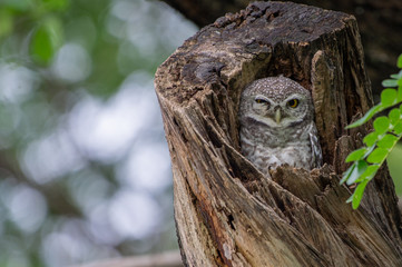 Spotted Owlet (Athene Brama) in tree hollow, Owl is very small living in a tree hollow with family is peaking through the wrecked branch. The Spotted Owlet has bright yellow eye