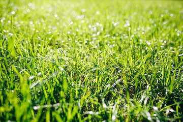 Fresh green grass background. Sunny nature wallpaper photo.
