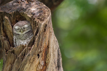 Obraz premium Spotted Owlet (Athene Brama) in tree hollow, Owl is very small living in a tree hollow with family is peaking through the wrecked branch. The Spotted Owlet has bright yellow eye