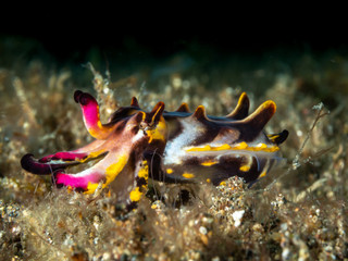 Pracht Sepia im Meer bei Anilao auf den Philippinen