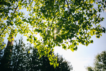 Green tree leaves background. Natural summer photo.