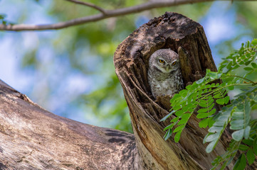 Spotted Owlet (Athene Brama) in tree hollow, Owl is very small living in a tree hollow with family is peaking through the wrecked branch. The Spotted Owlet has bright yellow eye