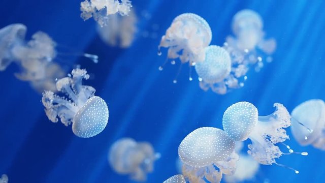 jellyfish in a blue background