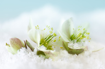 Snow flowers