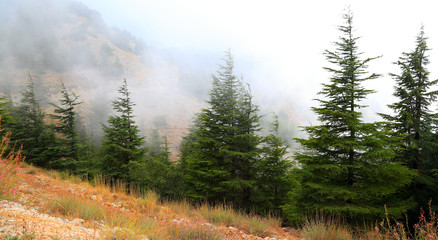 Lebanon Cedars on a misty day