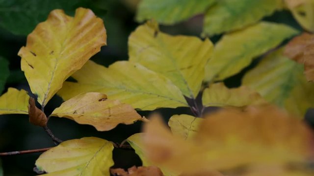 All the shades of Autumn show through as leaves change colour in woodland in Worcestershire, UK and blow in the seasonal wind.