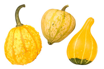 Yellow gourds