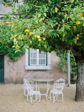 Oranges on a tree