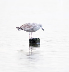 Obraz premium Young Herring Gull