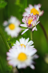 Obraz premium Merrgherite