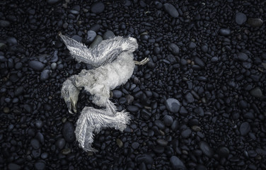 Fototapeta premium Dead wild bird on a stone beach in Iceland