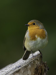 Robin