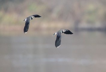 Lapwings in Flight