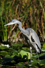 Wachsamer Graureiher am Teich.